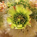 Cholla Cactus Flower
